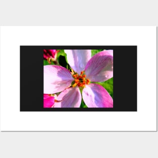 Crabapple Blossoms Photo Print Posters and Art